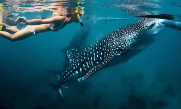 Whale Shark Swimming & Snorkeling – Mafia Island